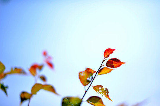 阳光下的石楠枝叶嫩芽特写