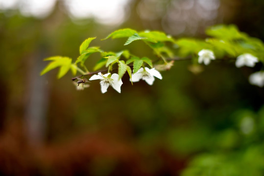 白色树莓花和蜜蜂