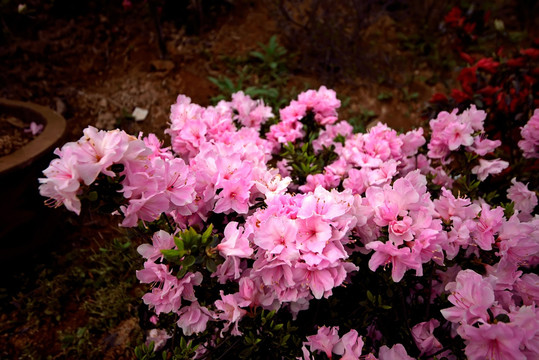 粉色杜鹃花花丛