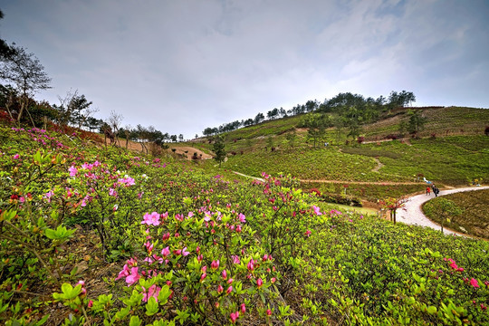 金华雅畈镇上岭殿村杜鹃花山