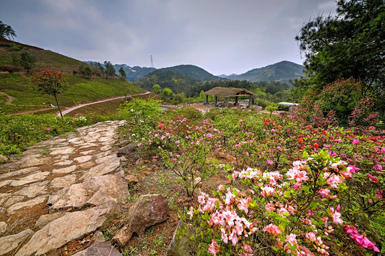 金华雅畈镇上岭殿村杜鹃花山