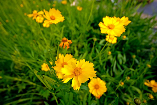 黄色金鸡菊