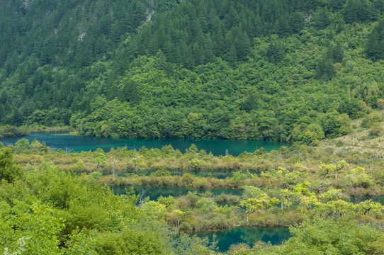 树正海