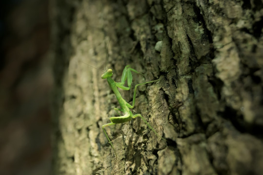 绿色小螳螂