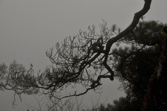 树 树枝 枯枝 剪影 雾