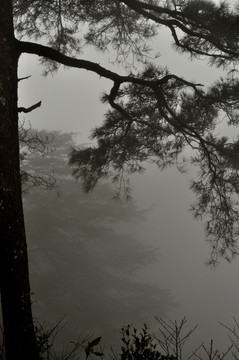 树 树枝 枯枝 剪影 雾
