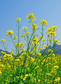 油菜花