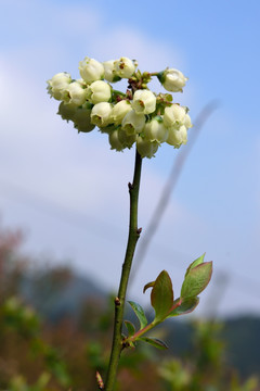 蓝莓花