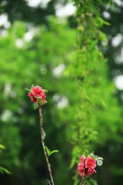 樱花与垂柳