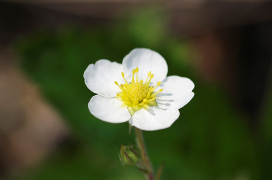 草莓花