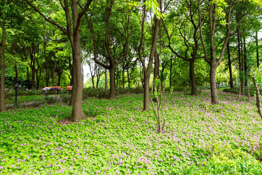 上海汽车公园青草地