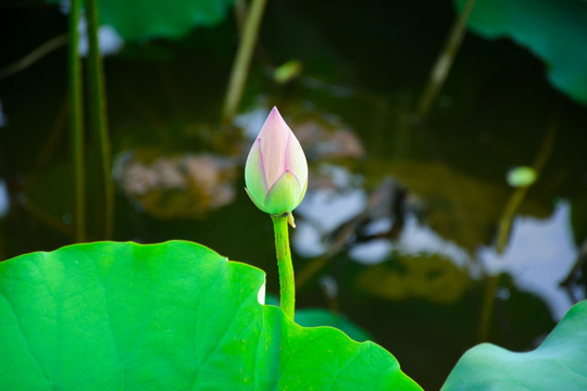 荷花摄影