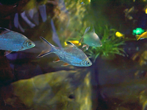 泰國鯽魚