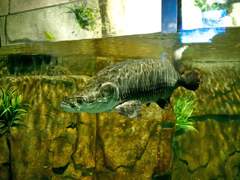 南美亚马逊巨骨舌鱼