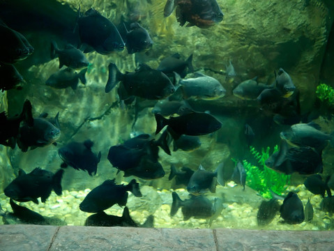 黑银板鱼鱼群