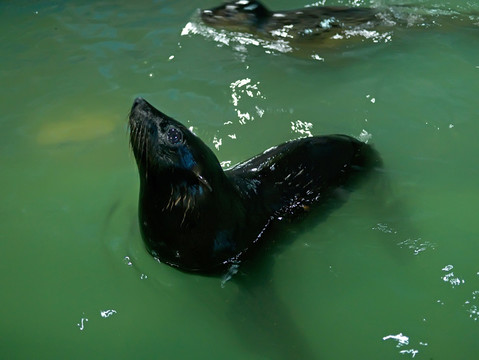 海狮头部特写