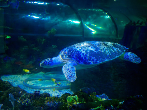 水族馆绿海龟
