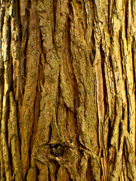 杉树树皮背景素材
