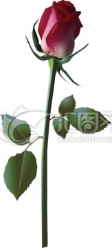 玫瑰花矢量圖