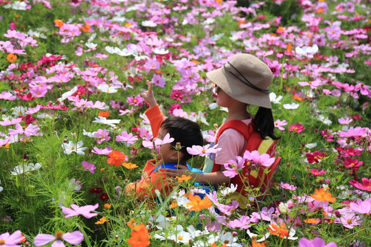 格桑花 户外 女性