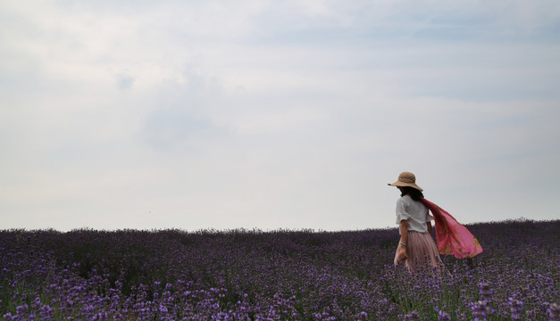 薰衣草 花海