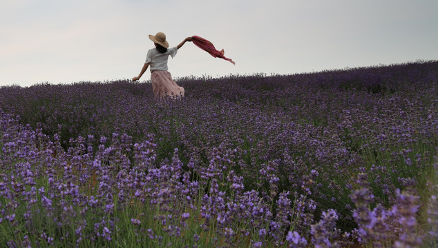 薰衣草 花海