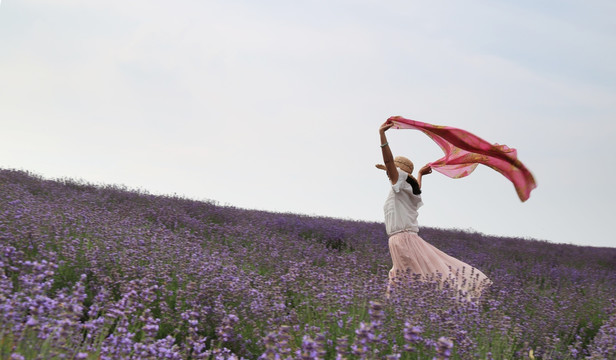 薰衣草 花海