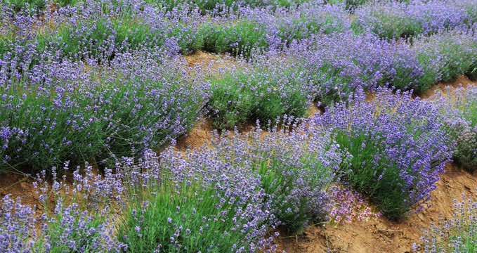 薰衣草 花海