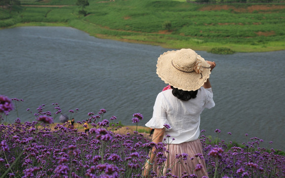 薰衣草 花海