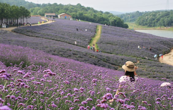 薰衣草 花海