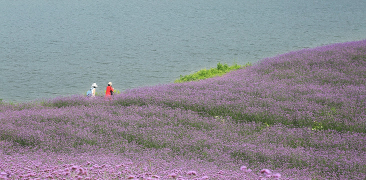 薰衣草 花海