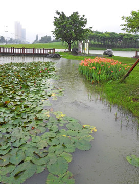 城市园林小景 雨中的池塘