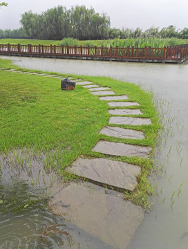 城市园林小景 雨中的池塘