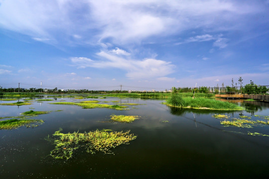 昆明斗南湿地公园