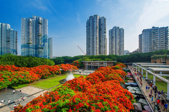 深圳华侨城生态广场 凤凰花