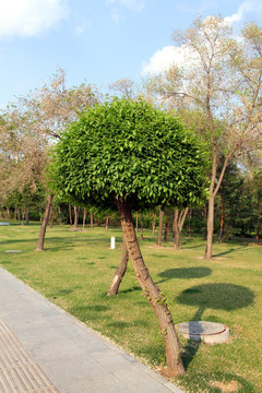 园林 园艺 树木 植物雕塑