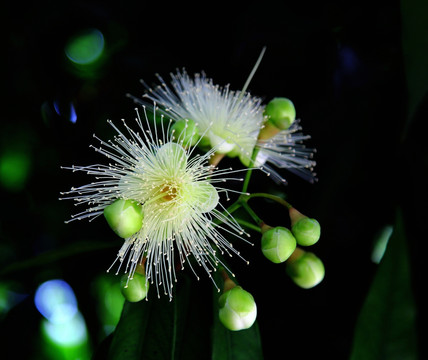 植物 花卉 花儿 花果