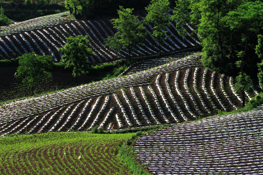 田园景色