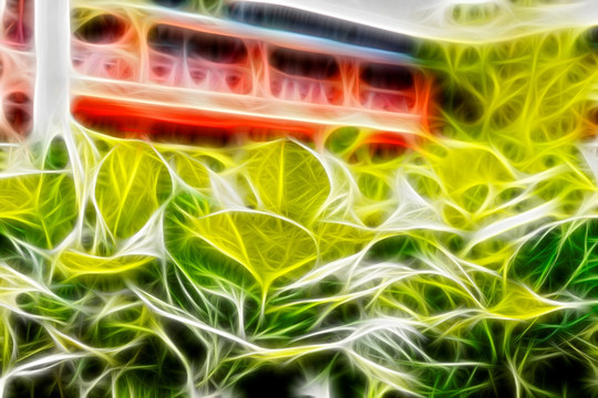 萬年青