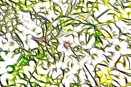 文冠果開花