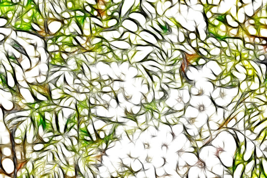 文冠果開花