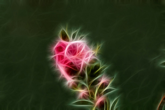 桃花