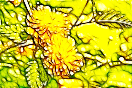 黃菊花