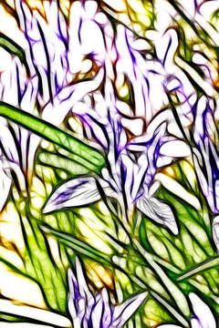 蘭花