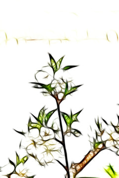 梅花