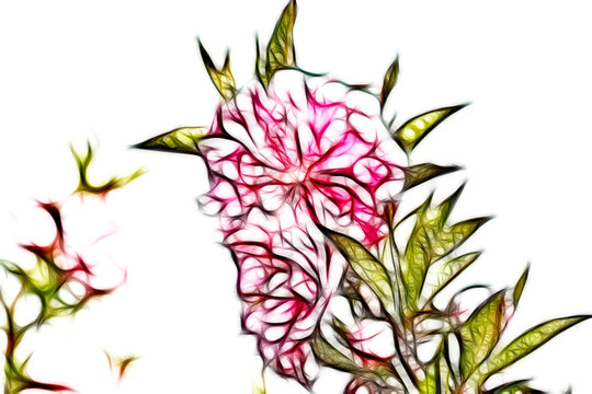 桃花