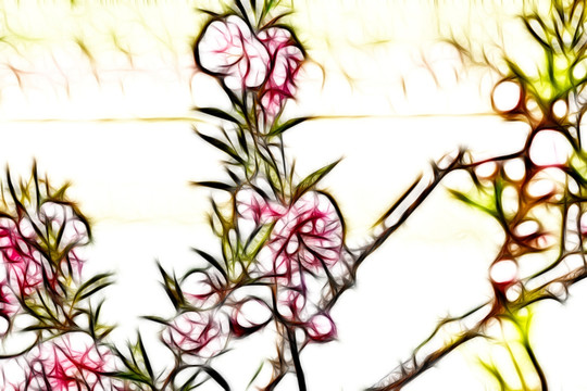 桃花