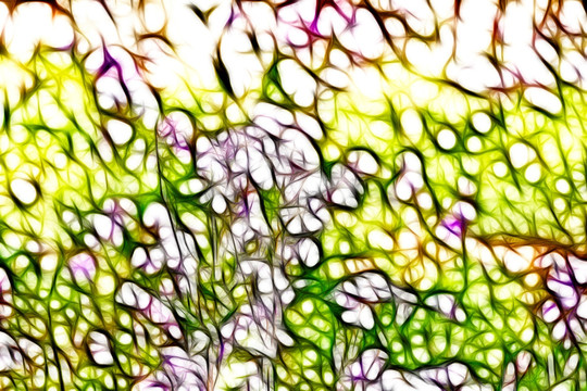 野花花叢