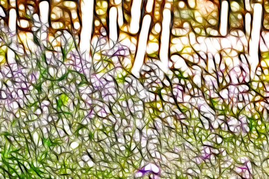 野花花叢