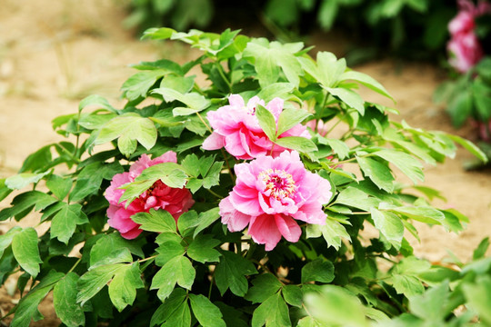 牡丹花 花卉 植物